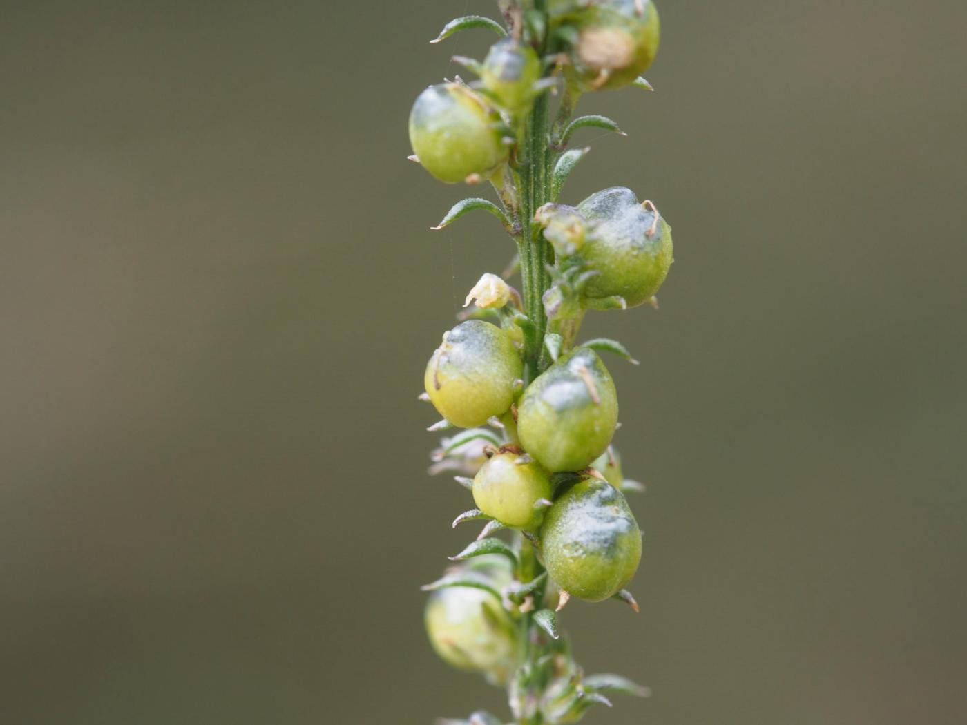 Snapdragon, Blue fruit